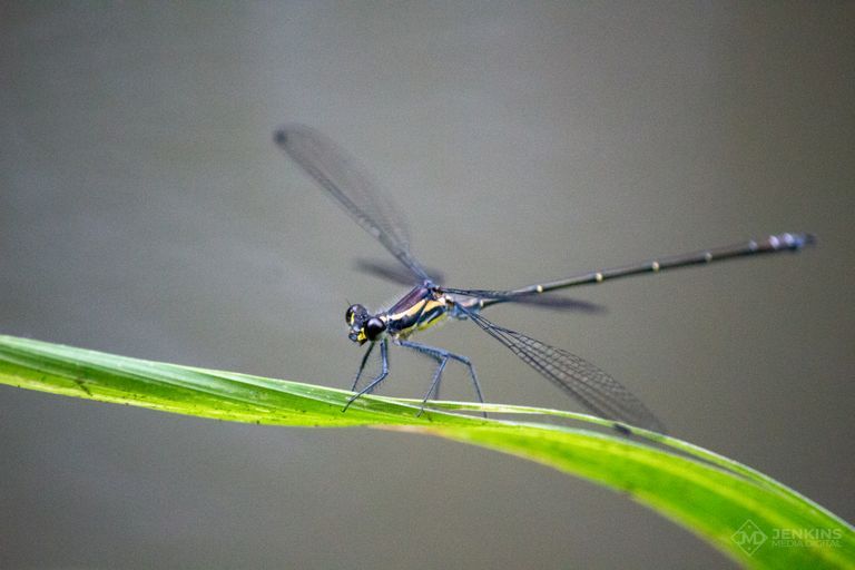 Dragonfly at Glenrock, New South Wales, Australia