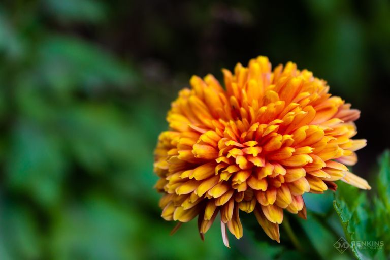 Flower at Hunter Botanical Gardens, Raymond Terrace, New South Wales, Australia