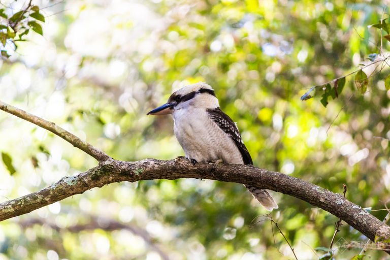 Kookaburra at Hunter Botanical Gardens, Raymond Terrace, New South Wales, Australia
