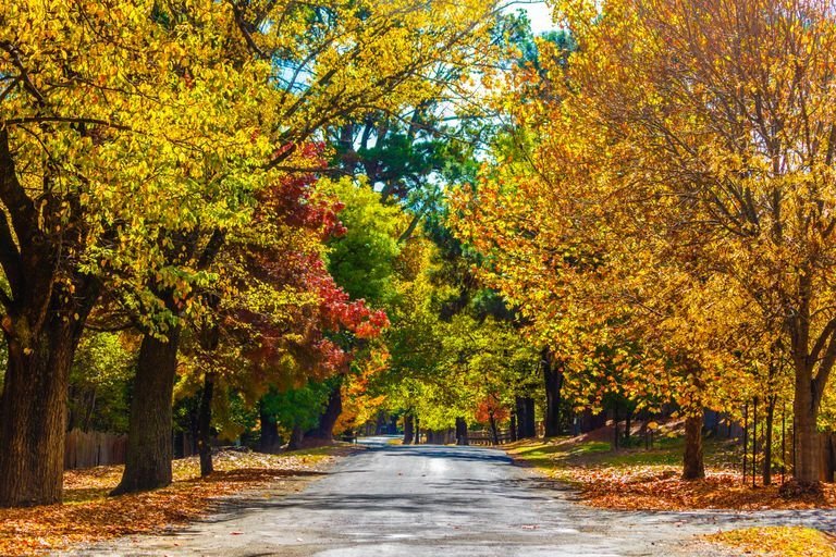 Row of trees with vivid autumn leaves on a calm street, Hill End, New South Wales, Australia