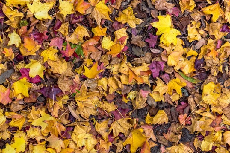 Scattered leaves, Central Coast, New South Wales, Australia